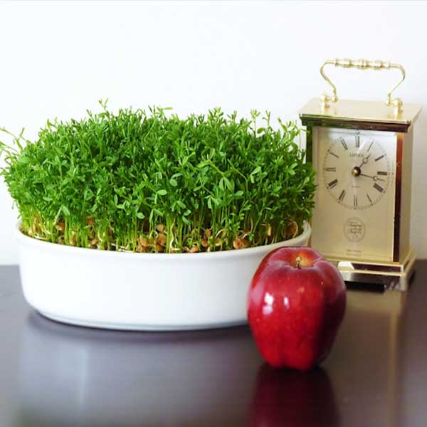 مدل سبزه عید برای عروس + مدل سبزه عید ۱۴۰۲ عکس سبزه عید خانگی عکس سبزه فانتزی انواع سبزه عید فانتزی عکس سبزه و درخت نقاشی سبزه فانتزی