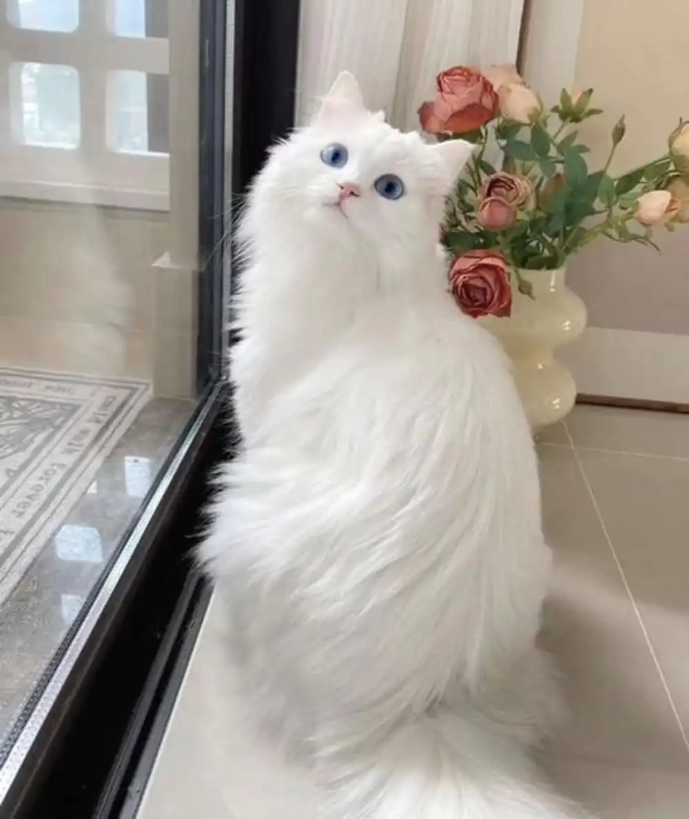 عکس گربه برای پروفایل